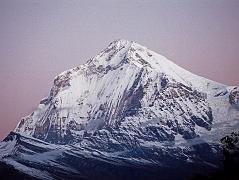 201 Dhaulagiri Just Before Sunrise Dhaulagiri close up in the rose coloured light just before sunrise from Shepherd�s Kharka (3760m) on the way to Annapurna North Base Camp.
